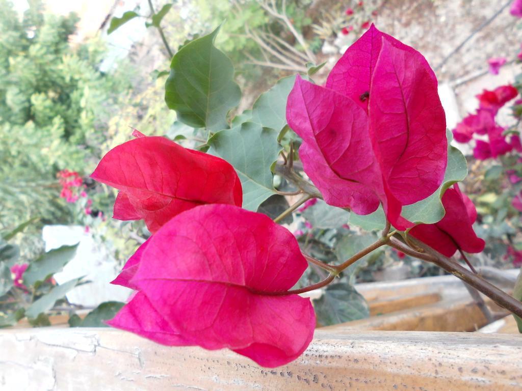 Maremonti Bed & Breakfast Puerto López 外观 照片